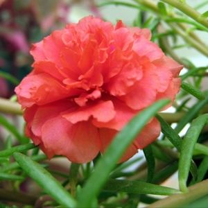 Portulaca Moss Rose